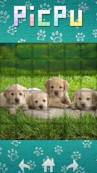 PicPu – Dog Picture Puzzle 1